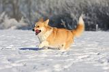 CORGI PEMBROKE 964